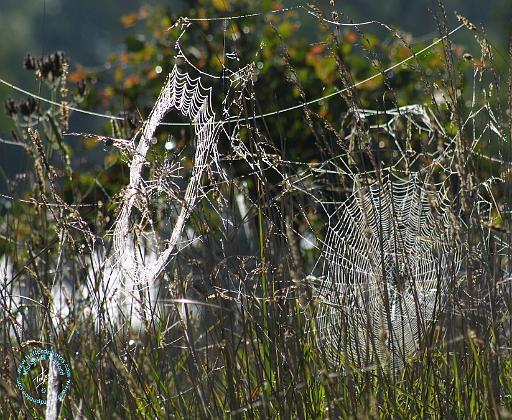 Spider webs 9R030D-012.JPG